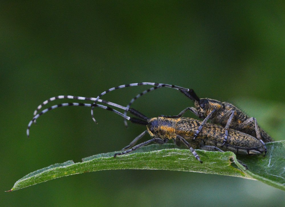 Портрет семьи Агапантия