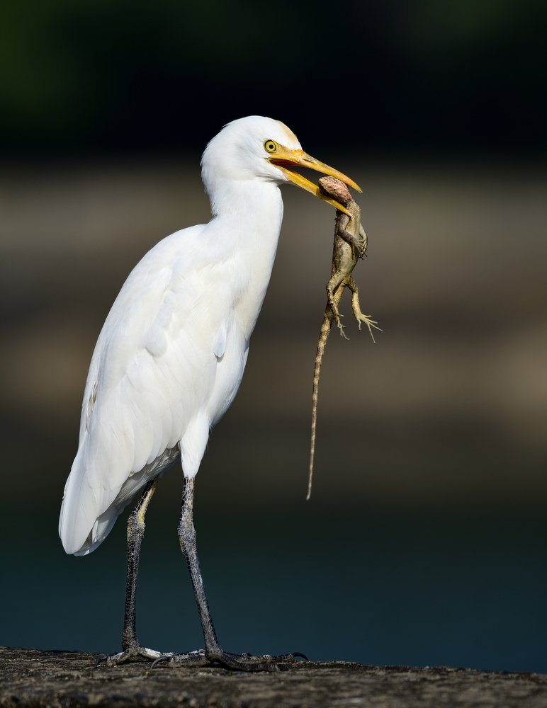Фотография автора Chintu Panchal
