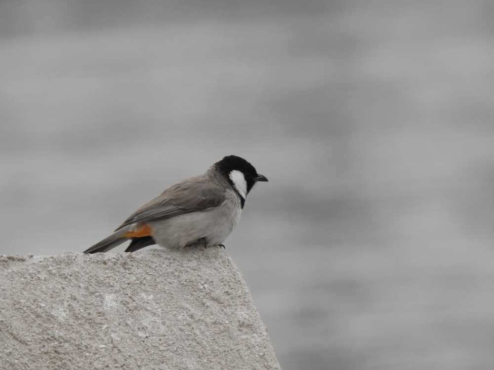 Photograph by Abid Khan