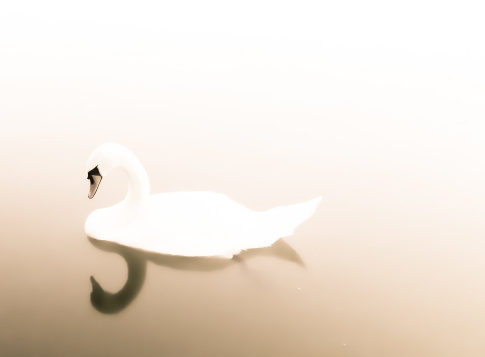 Lonely swan