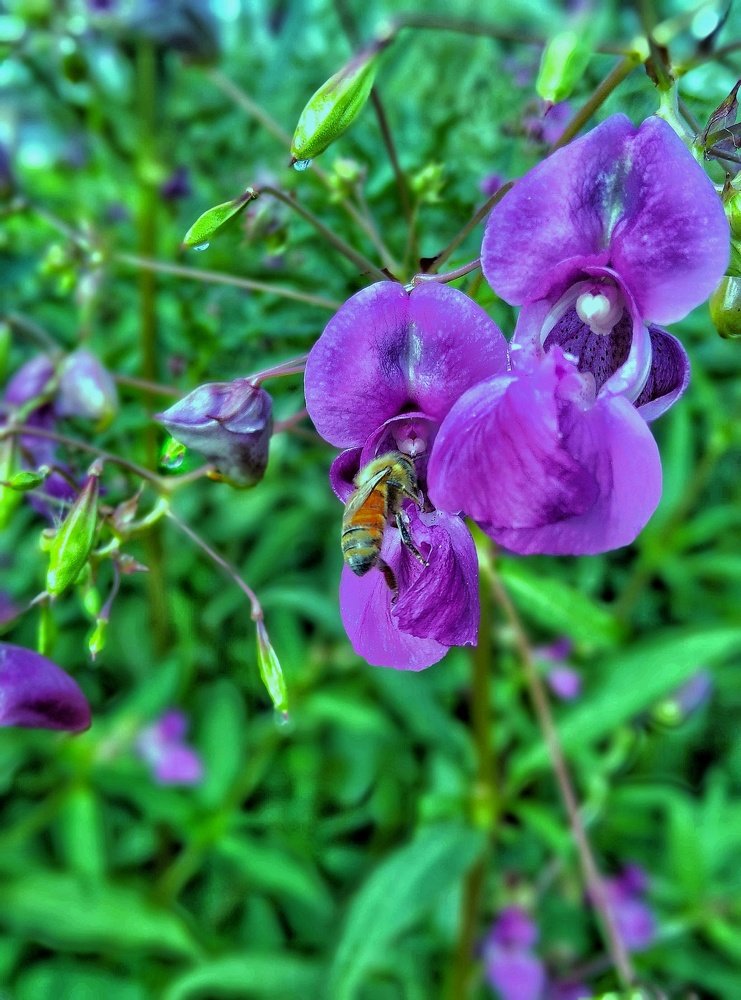 Honey bee