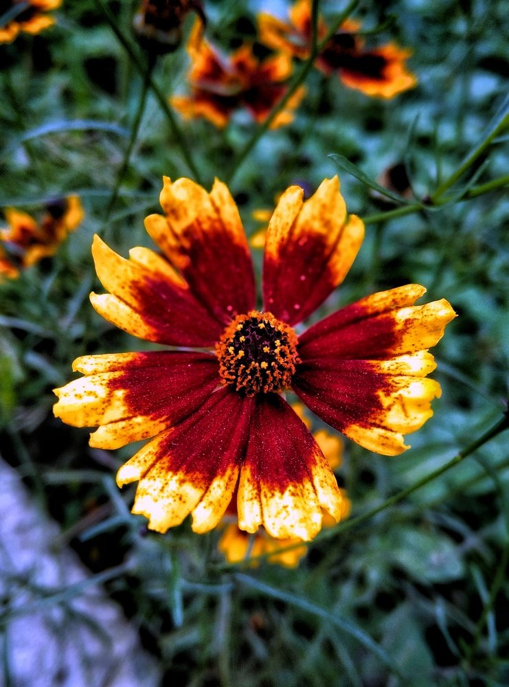 Coreopsis basalis