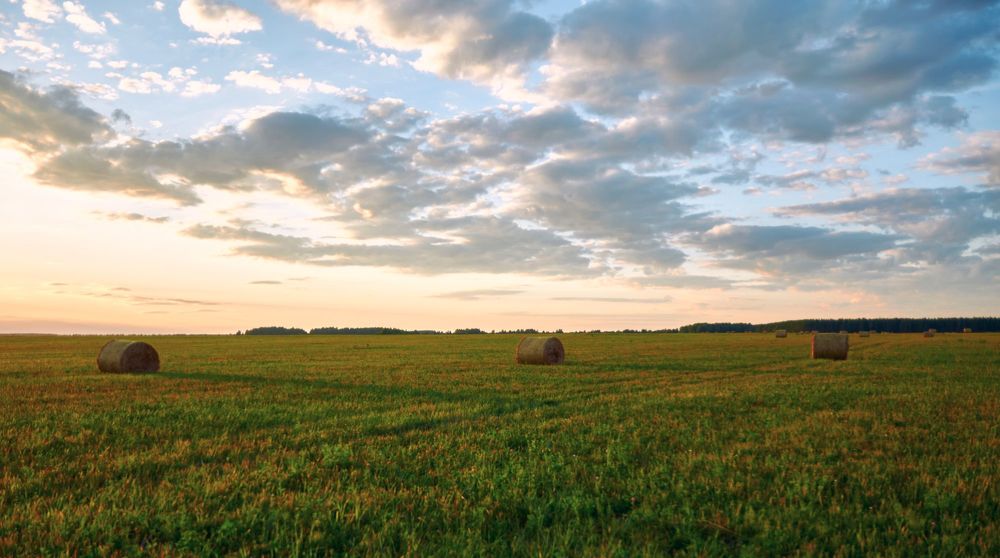 Русское поле