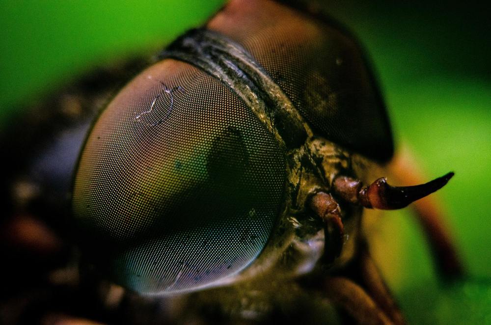 Photograph by Олександр Дормидонтов