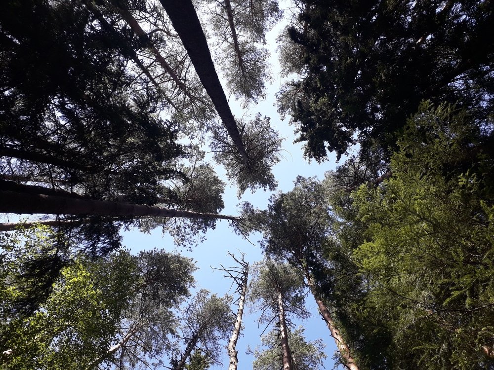 Там на неведомых дорожках......