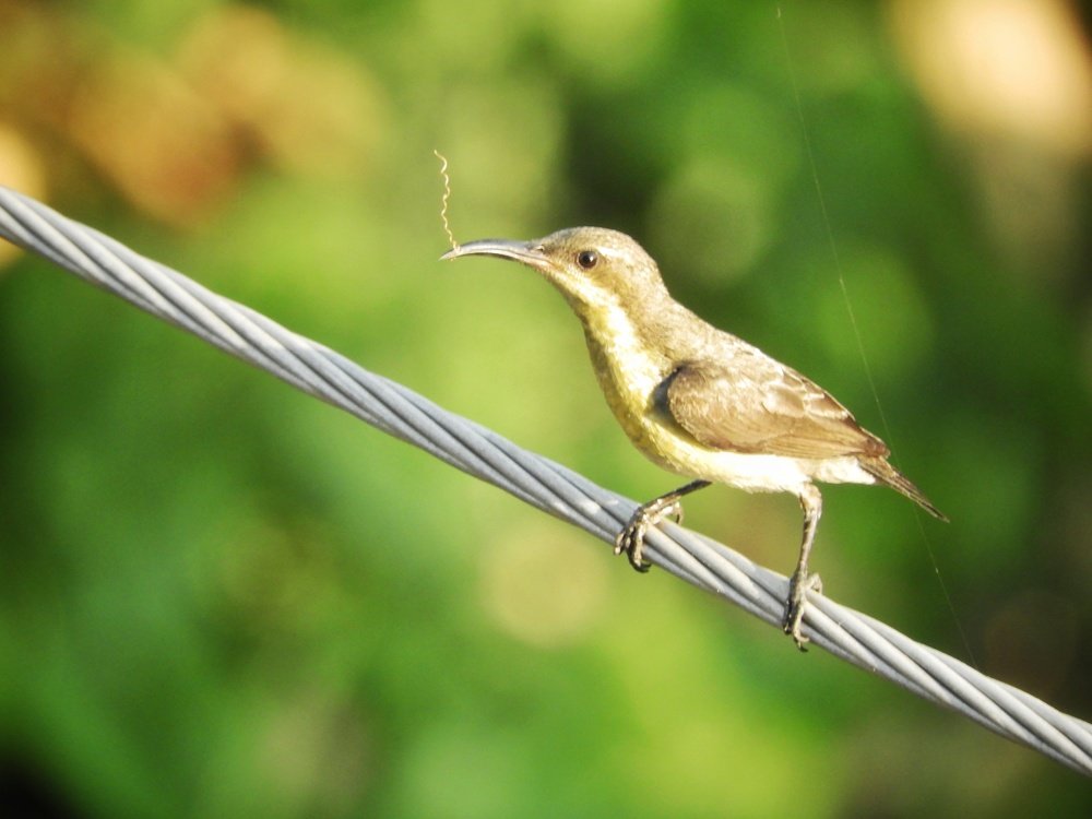 Photograph by Annwaina Deb