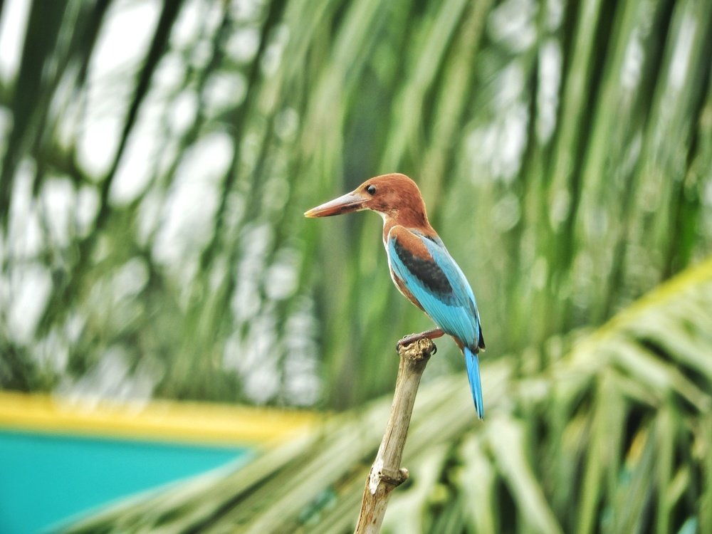 Photograph by Annwaina Deb