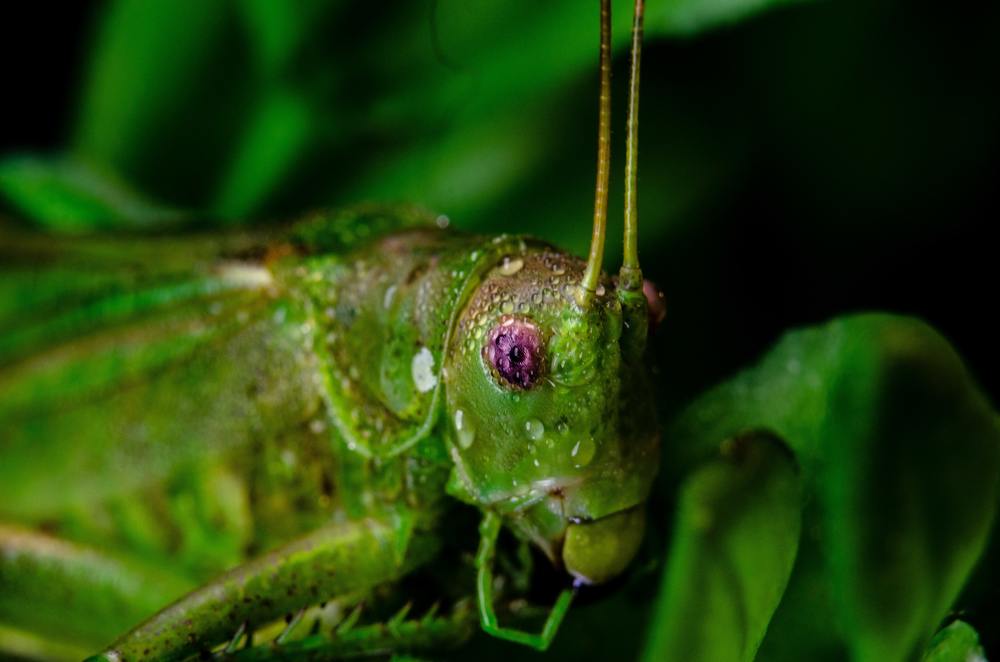 Photograph by Олександр Дормидонтов