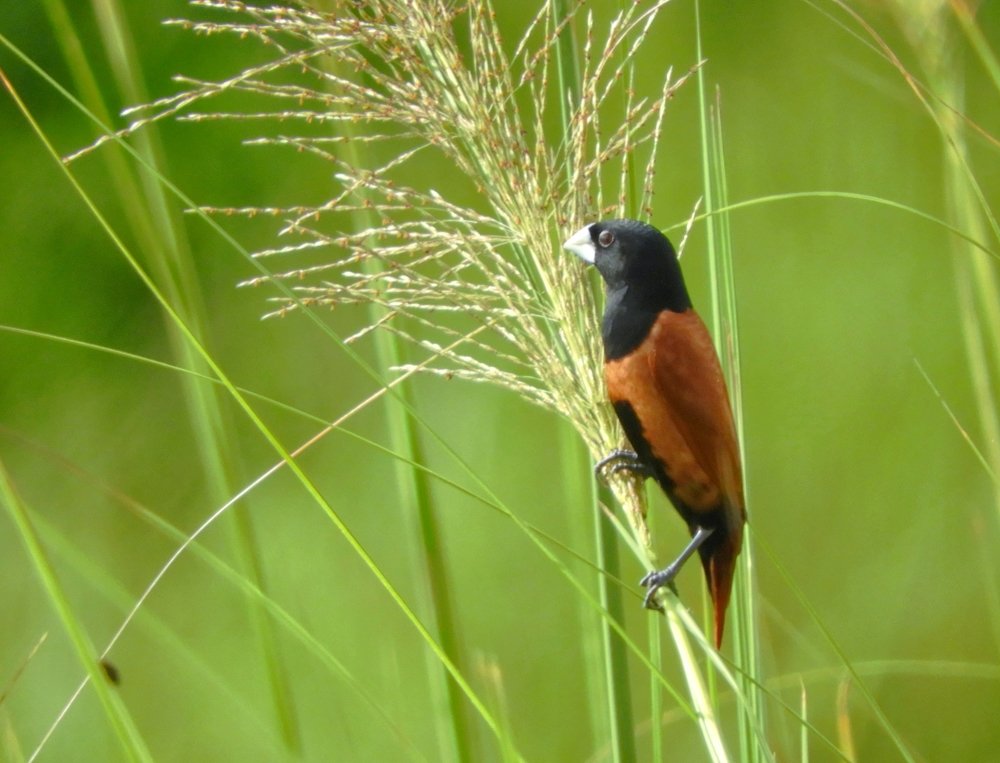 Photograph by Annwaina Deb