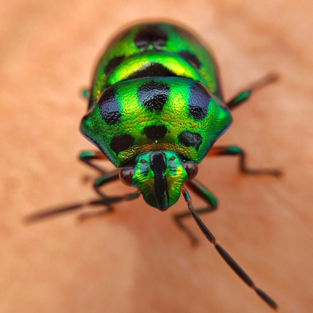 The beauty of Green Jewel Bug