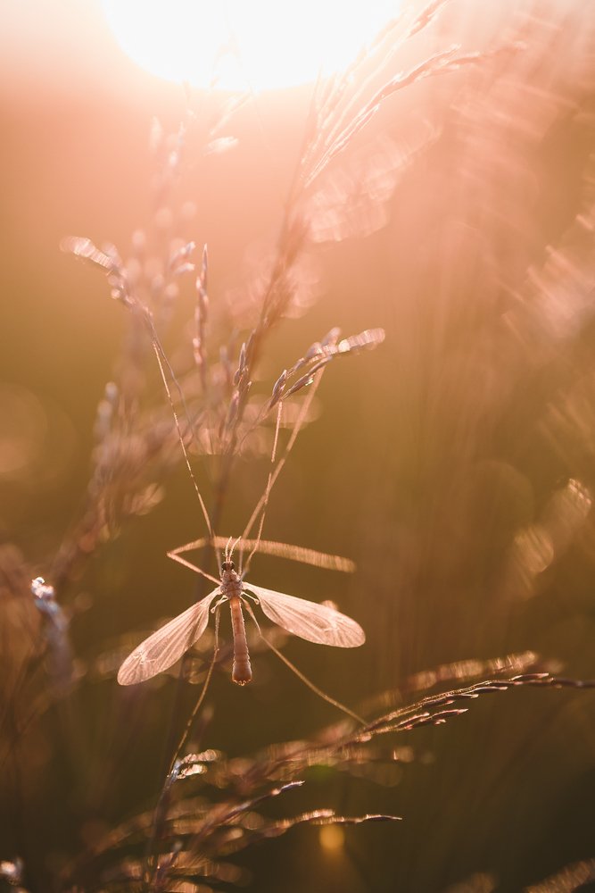 Photograph by Григорий Пиль