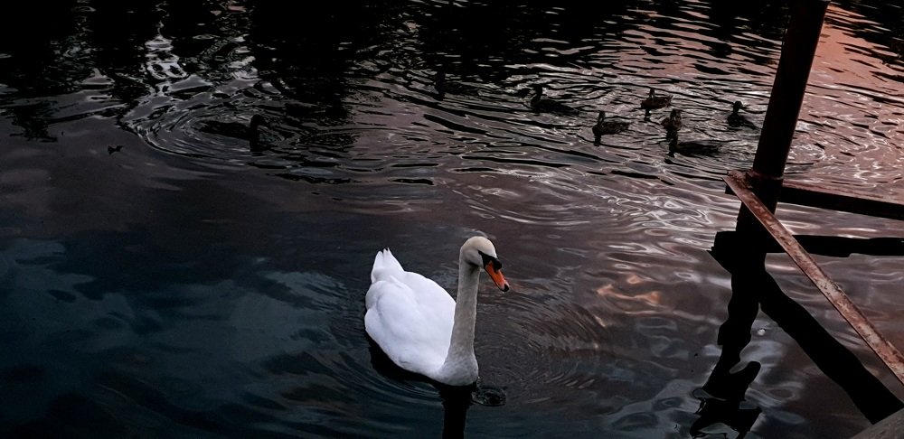 Photograph by Алина Веремеенко