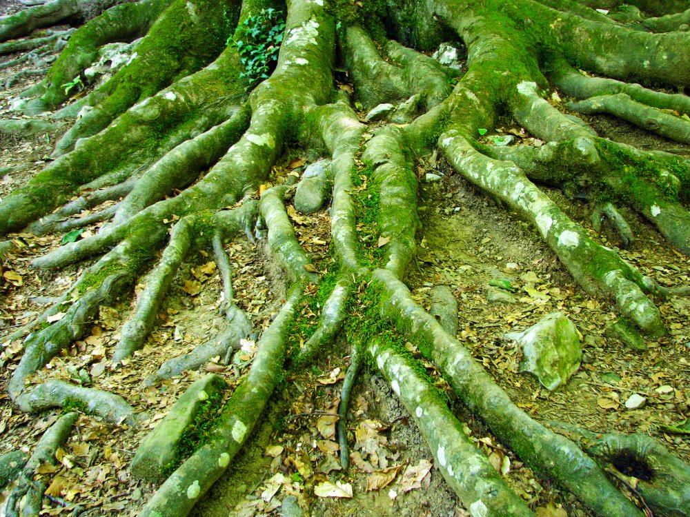 The strength of the tree