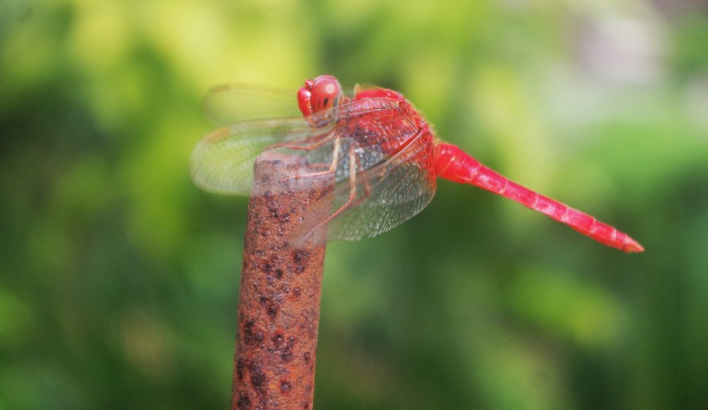Red Dragonfly