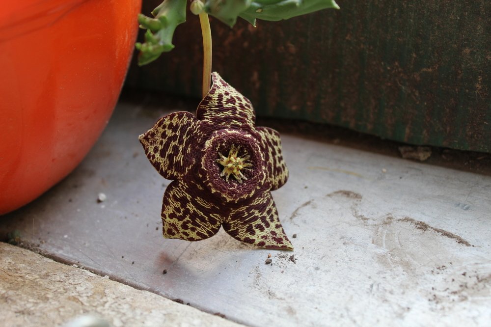 Photograph by Valeria Arcuri