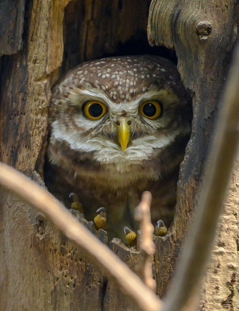 Фотография автора Grace Rani