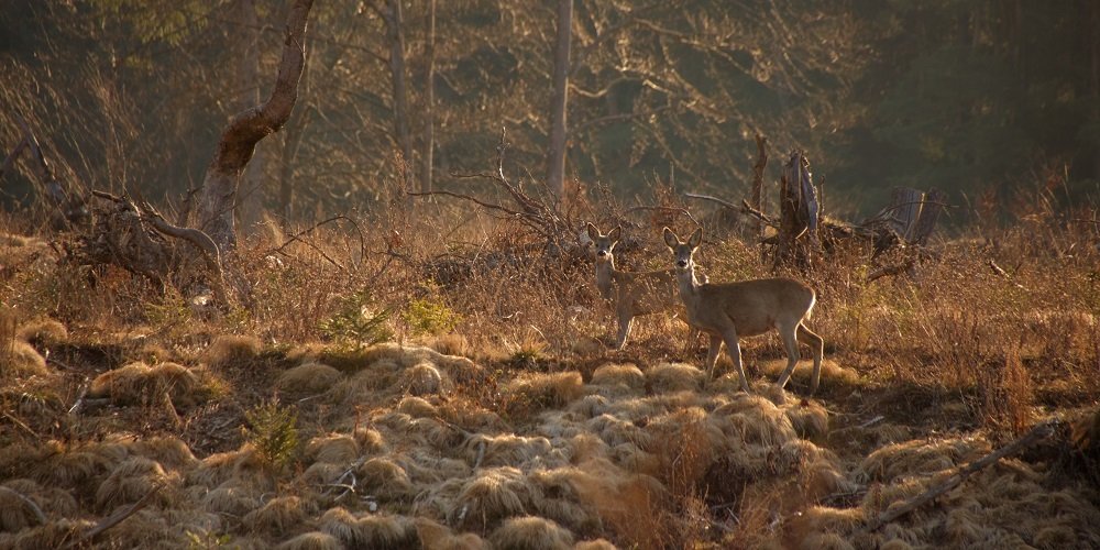 Photograph by zause01