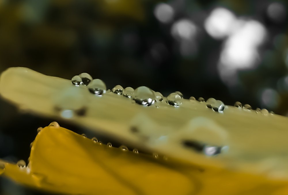Photograph by Dibyaranjan Mohanty