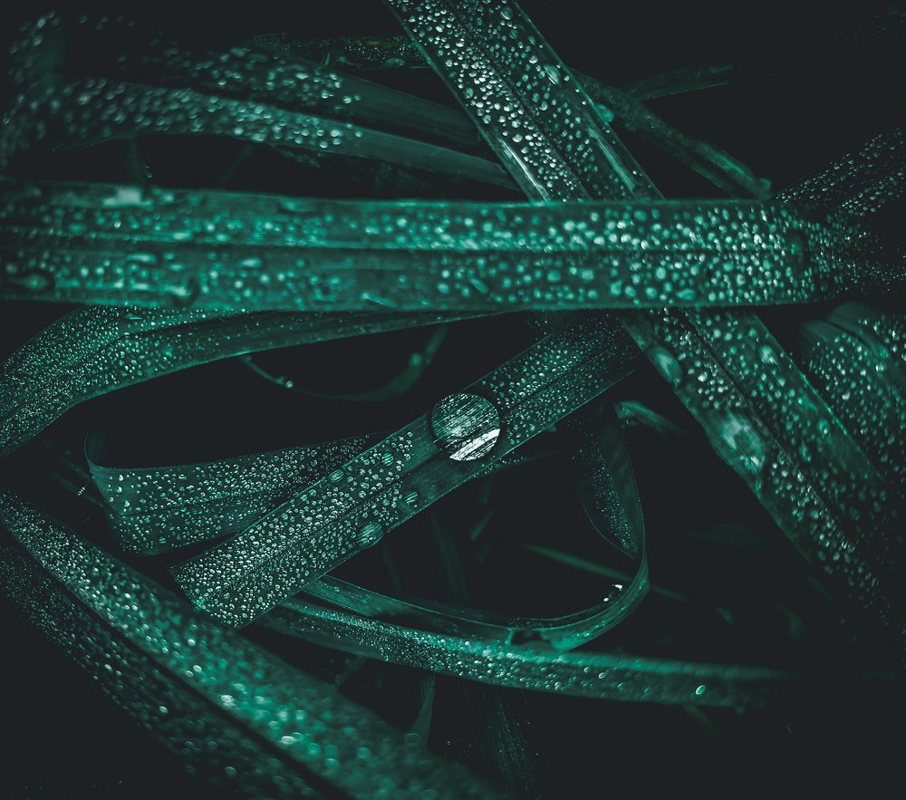 Nature photography