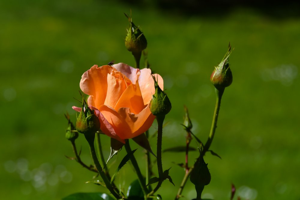 Фотография автора Андрей Симонов