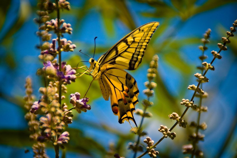 Photograph by Yaniv Abramovitz