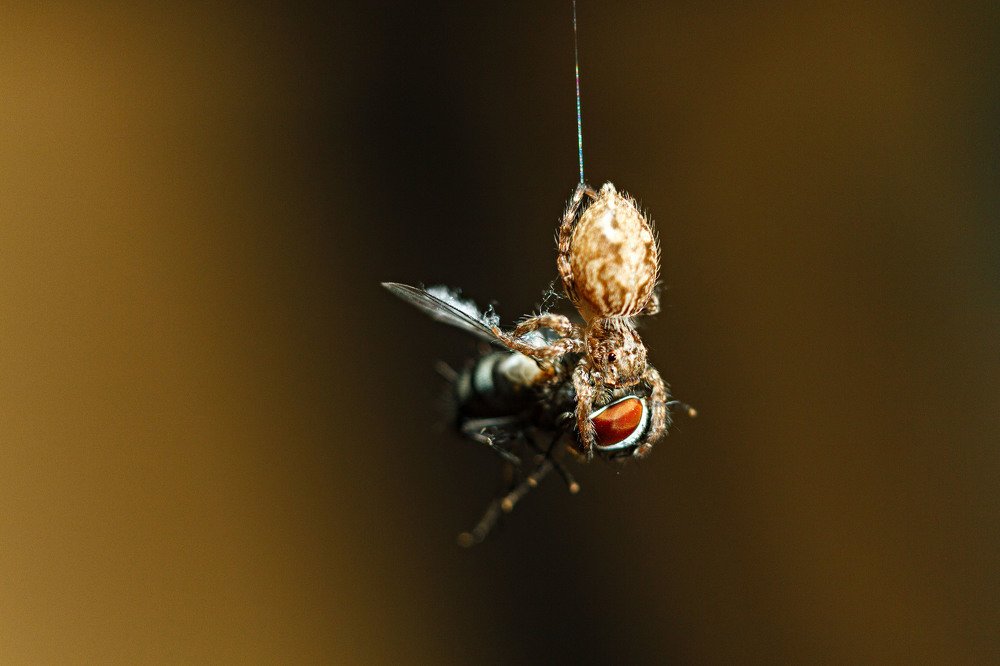 Photograph by FRANCIS LUMAHAN