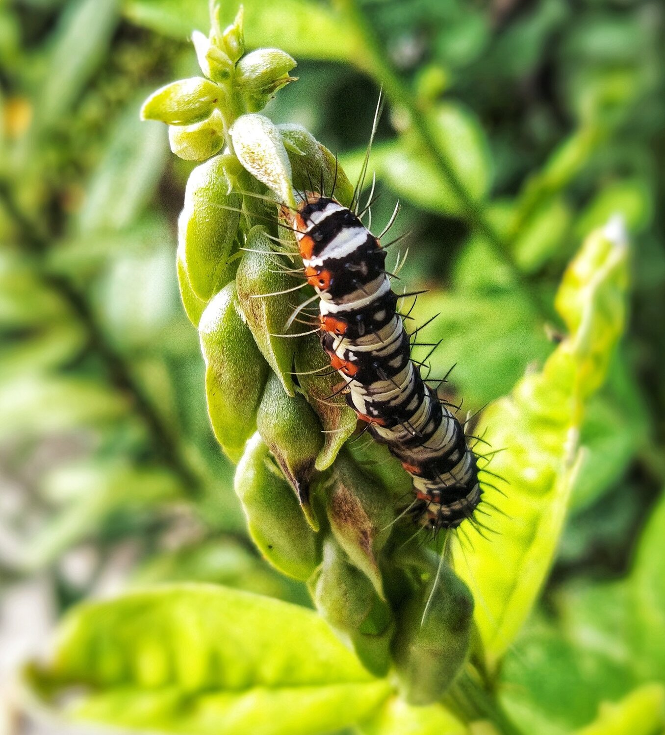 A species of Llarge tree Nymph Butterfly's Caterpillar