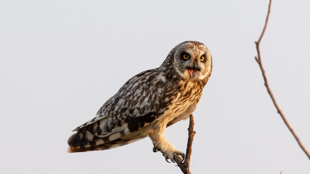 Short-eared owl swears