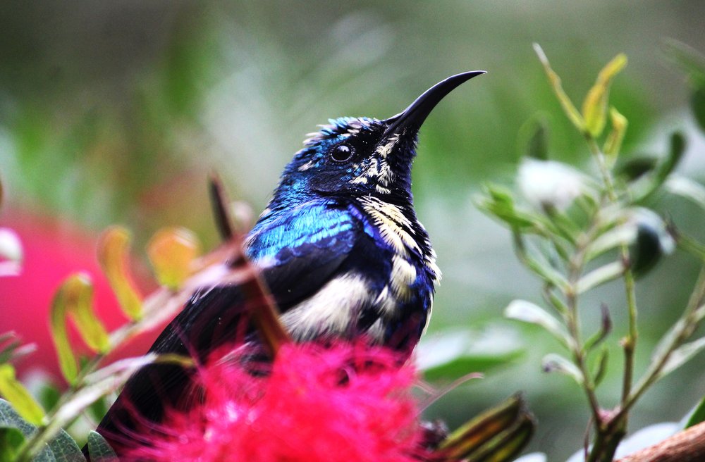 Photograph by Subhankar Chakraborty