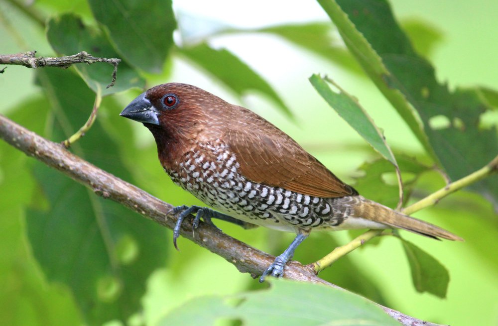 Photograph by Subhankar Chakraborty