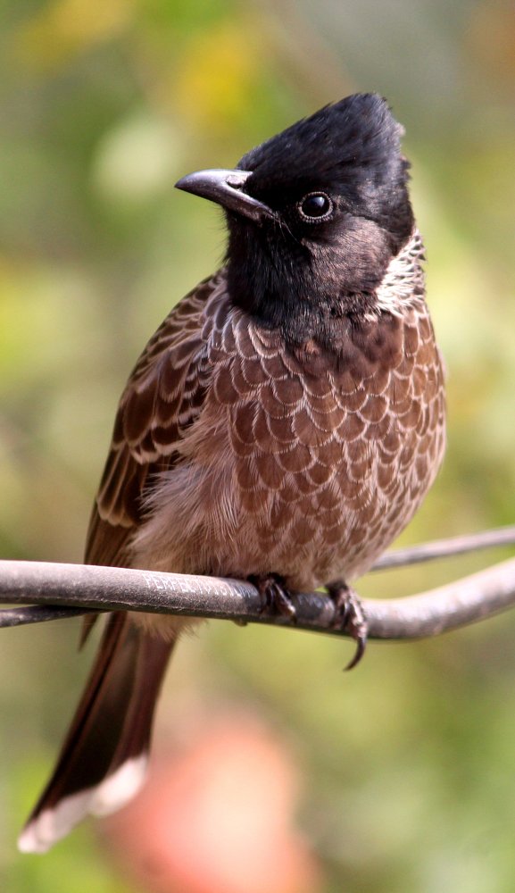 Photograph by Subhankar Chakraborty