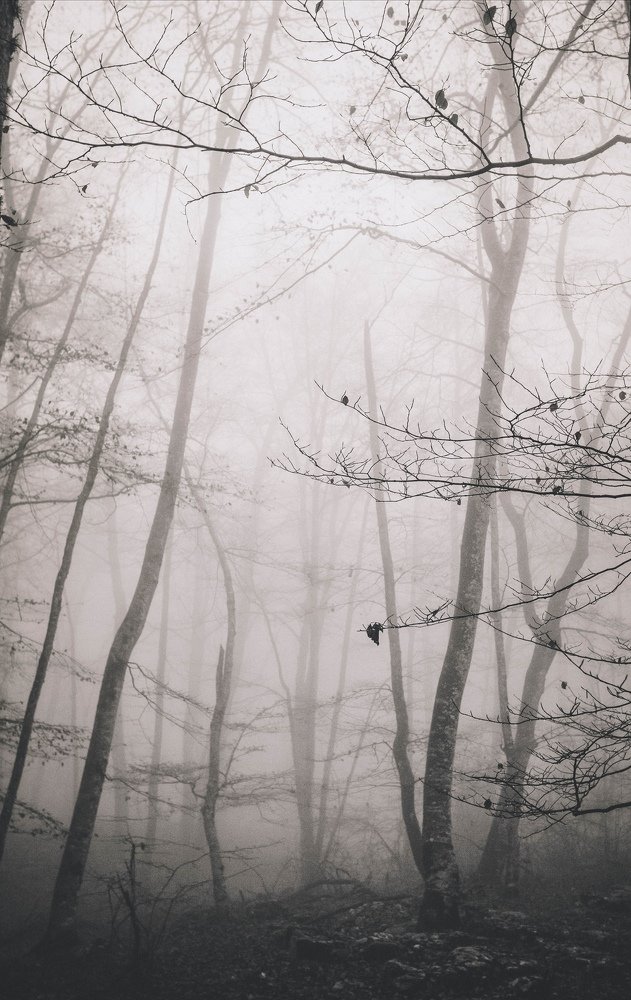 The wooden fog