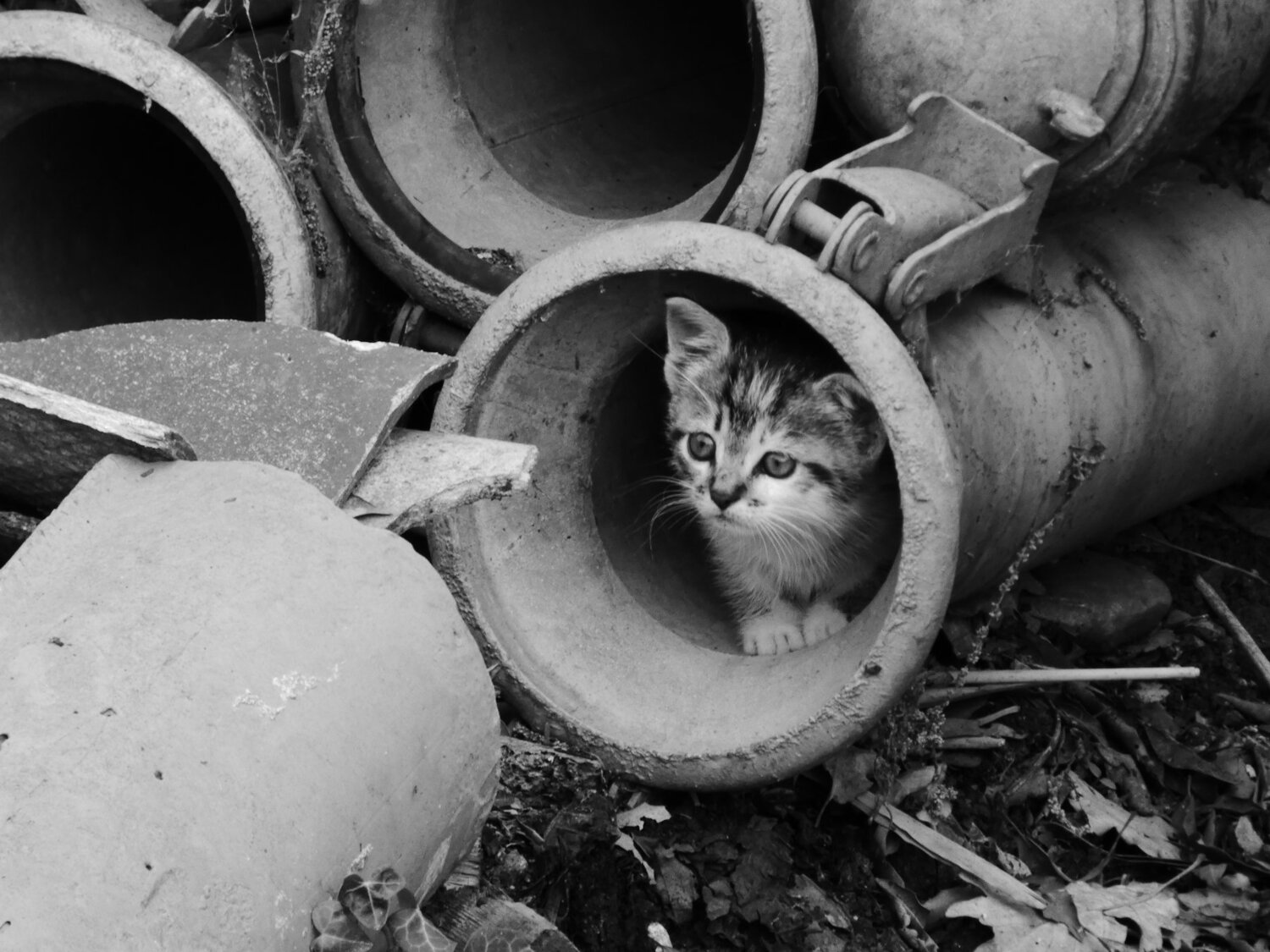 Afraid kitten