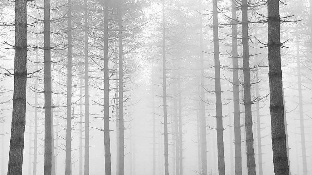 FOGGY TREES
