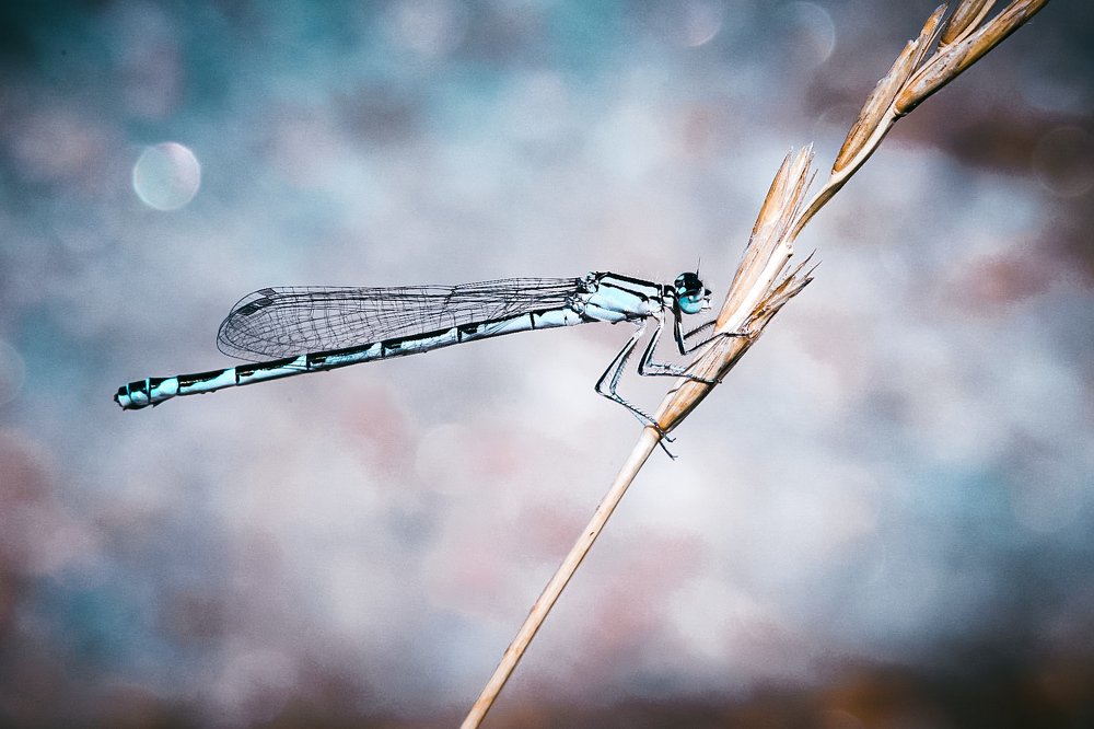 Photograph by Юлия Шматова