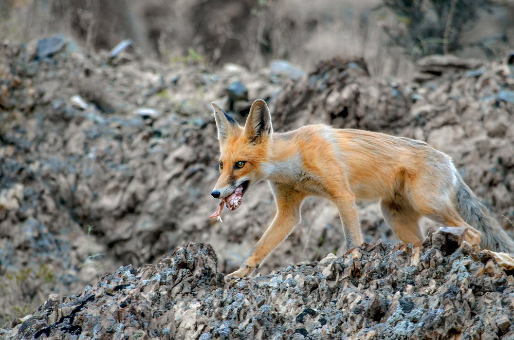 Photograph by DAMOUN POURNEMATI