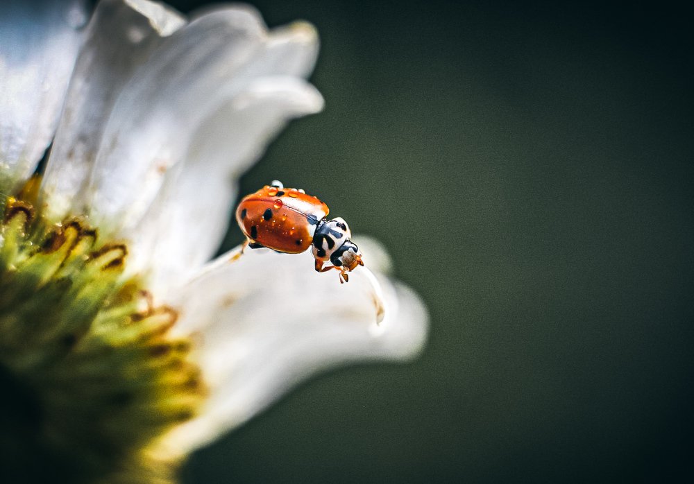 Photograph by Юлия Шматова