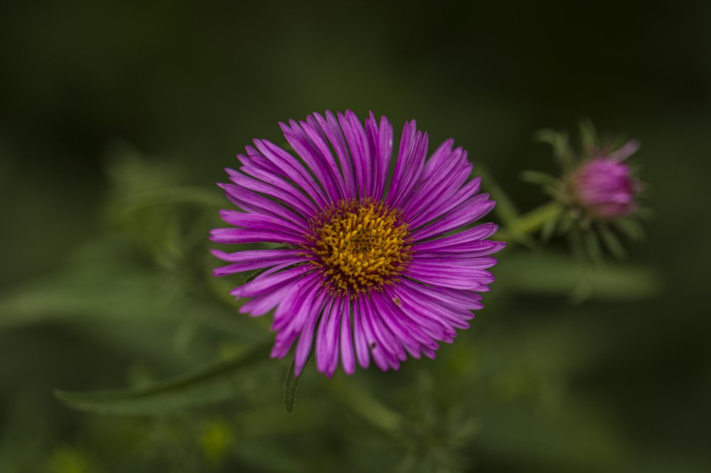 Photograph by Евгений Ким