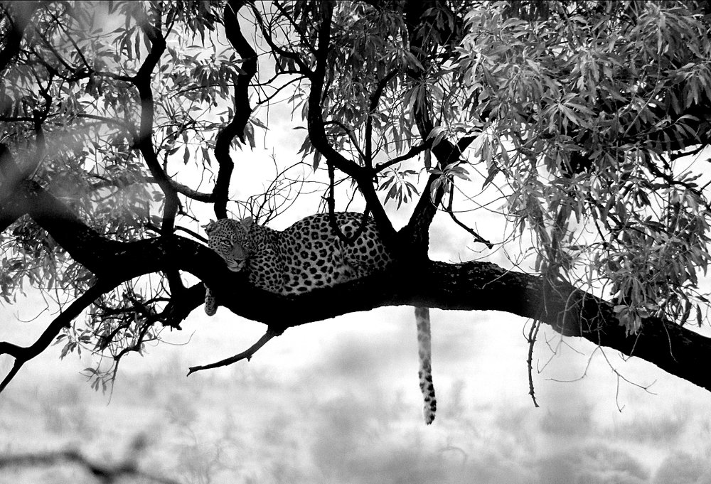 Photograph by Marcel