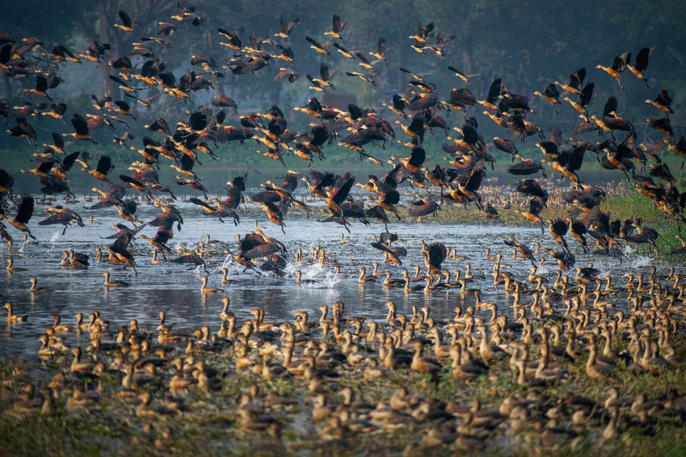 A thousand wings, a thousand journeys