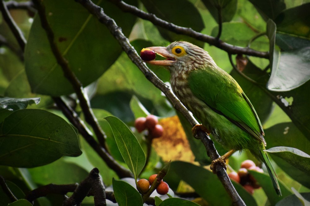 Lineated Barbet
