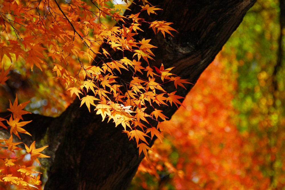 Осенние листья