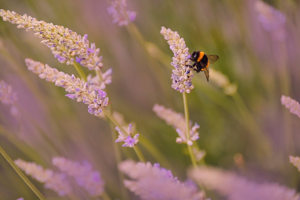 Photograph by Анастасия Белоконь