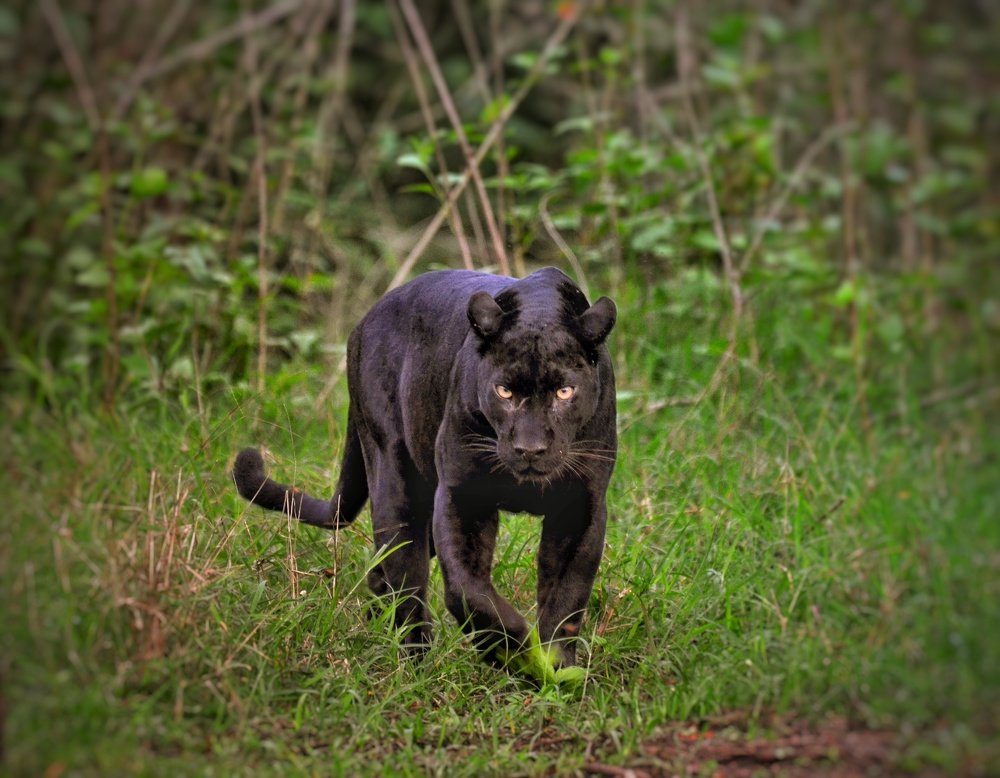 Photograph by Adhiraj Singh