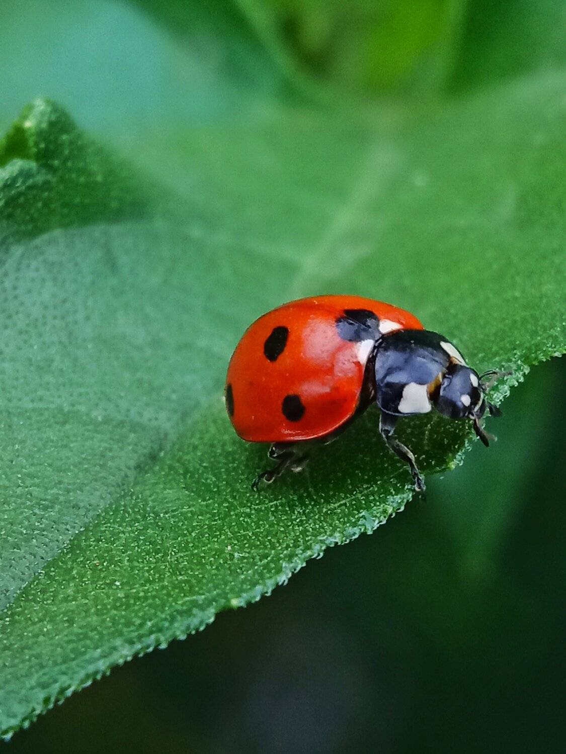 Lady bug