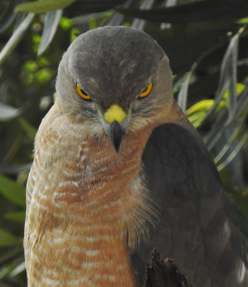 Shikra
