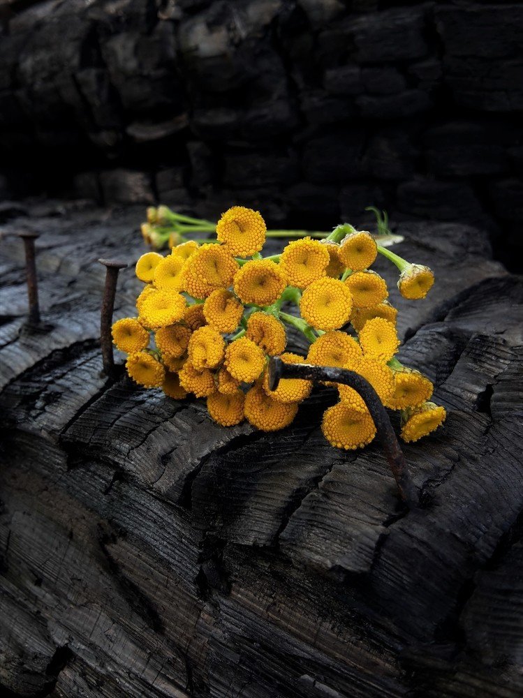 Необычный натюрморт №7 ( цветок пижма)