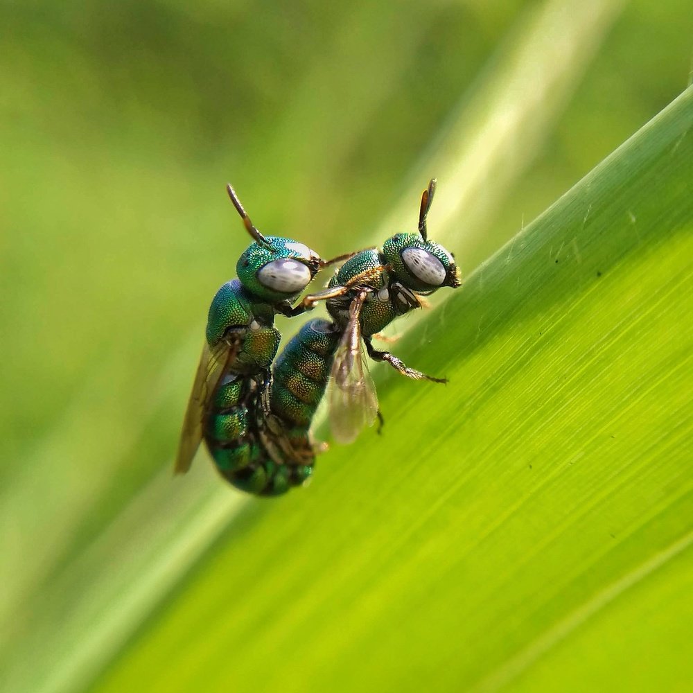 Mating of cosmopolitan bees