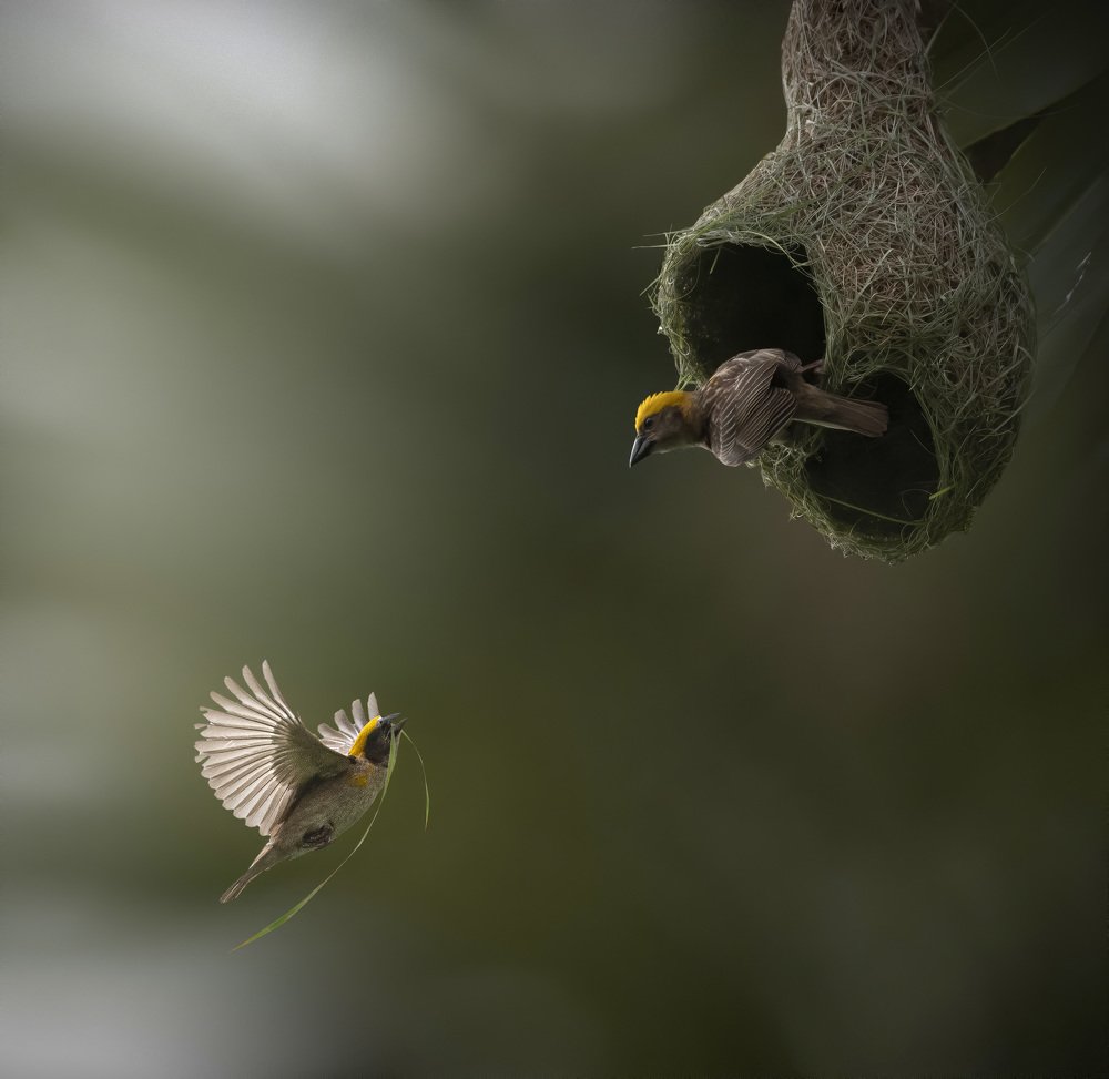 Baya Weavers