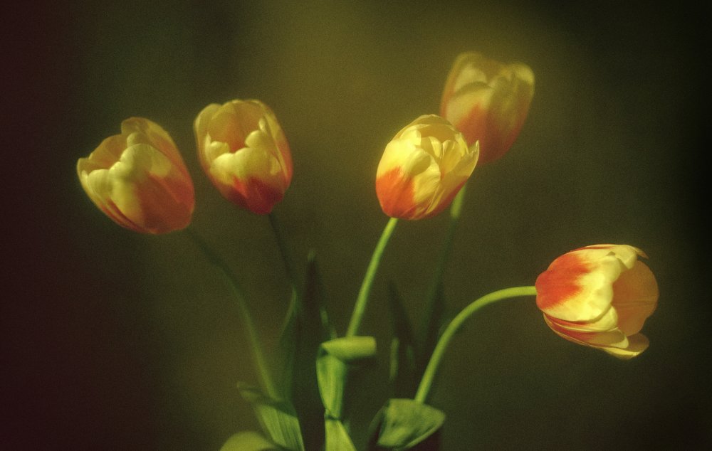 Photograph by Анастасия Запсельская